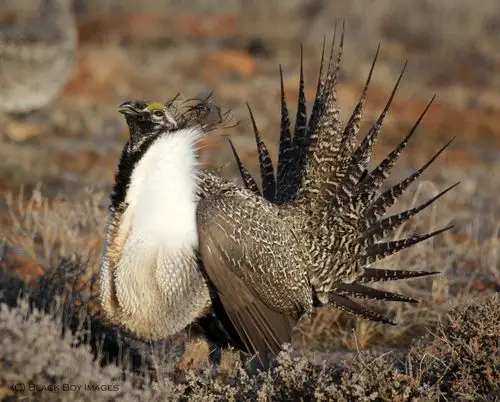 male sage-grouse on lek, courtesy & copyright todd black