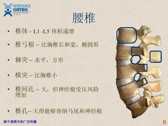 所有分类 医药卫生 临床医学 脊柱解剖基础ppt 腰椎   椎体 - l1 -l5