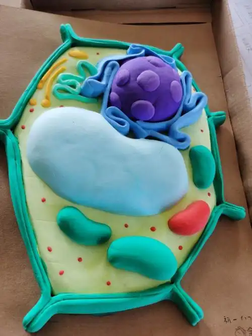 植物,动物细胞立体模型大赛-初一(17)班