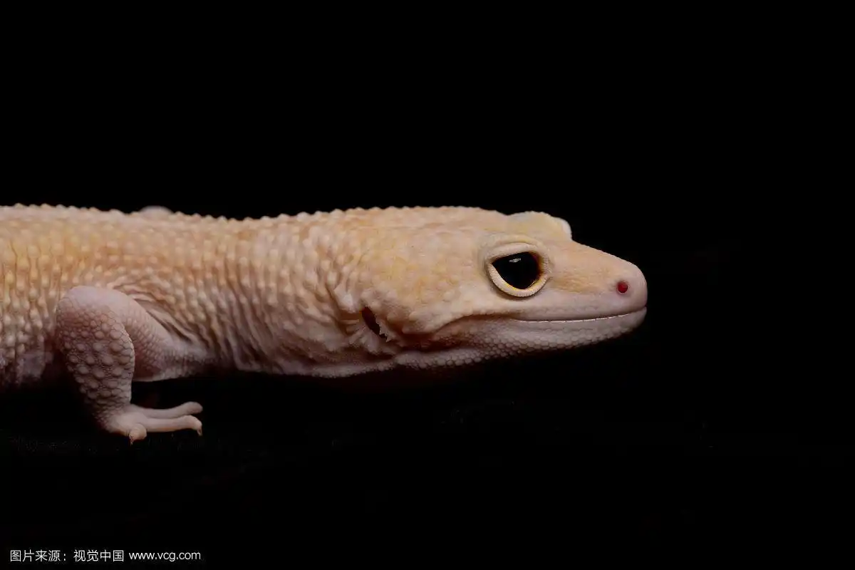 白化豹纹守宫豹纹壁虎