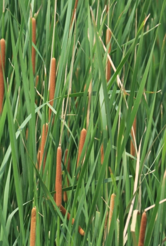 这种水生植物叫什么?huan