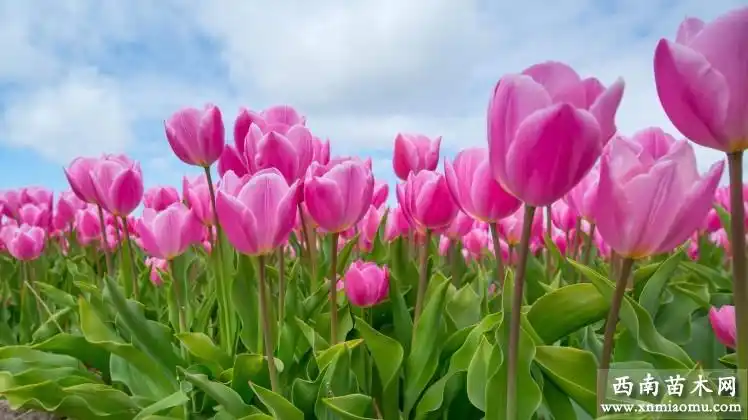 世界上最漂亮的八种花,这八种花独显各自魅力