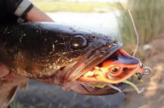 蛇头鱼可离水存活数天盘点世界十大魔鬼鱼