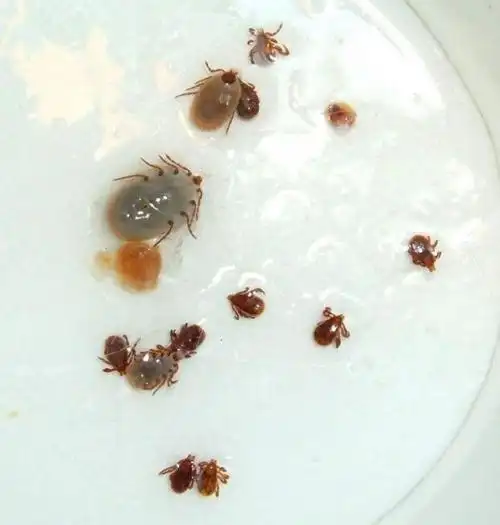 狗弓形体病_鸡败血霉形体病_狗弓弓腰是怎么回事