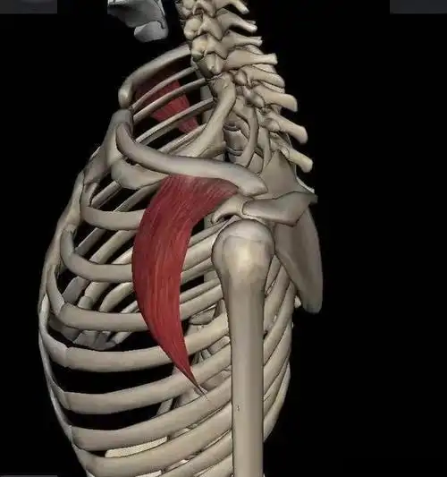 骨骼肌肌剖之三角肌