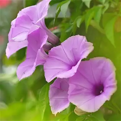 大妈专用花的头像