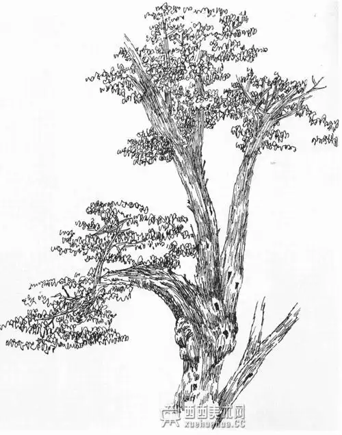 素描树的画法详解教程