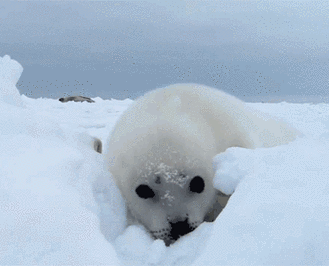 近距离看野生海狮,原来是这样啊!