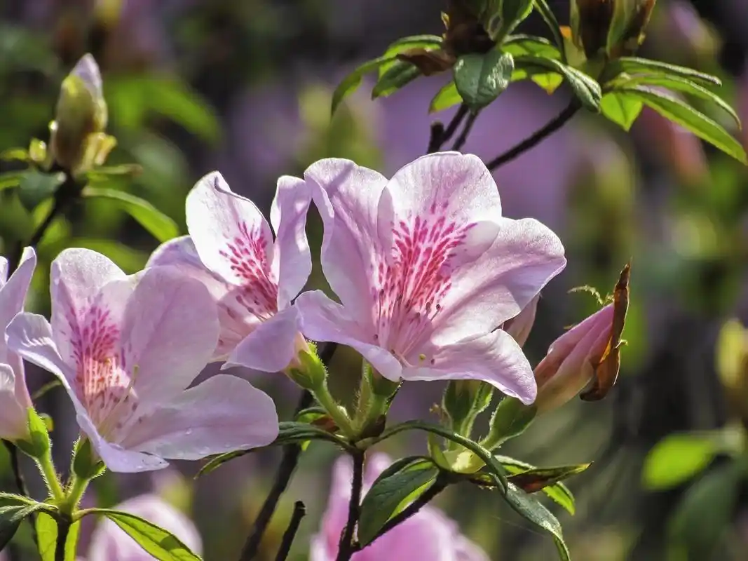 杜鹃花-中关村在线摄影论坛
