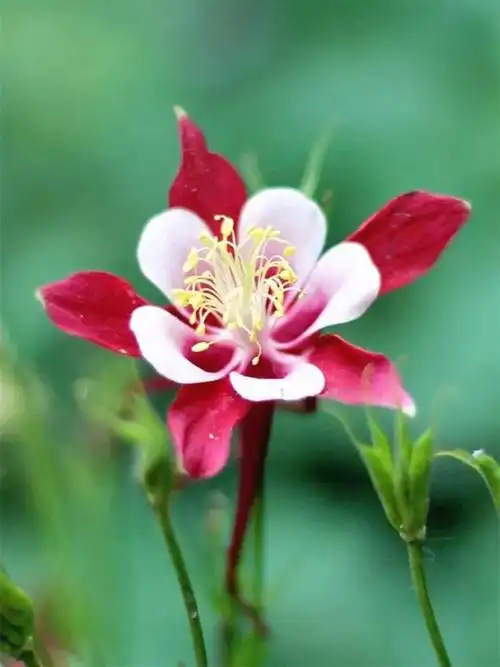 花朵美图|温柔甜美的初吻,大丽花,耧斗菜花朵合集160张