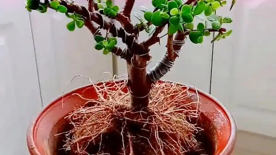 金枝玉叶怎么养