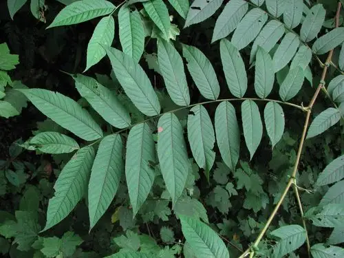 怎样鉴定羽状复叶植物的营养体