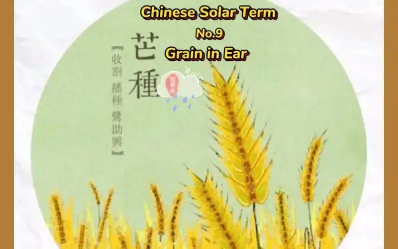 如何用英文介绍中国24节气-芒种_哔哩哔哩_bilibili