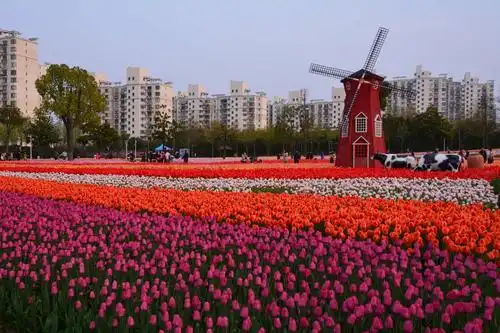 上海静安大宁郁金香公园
