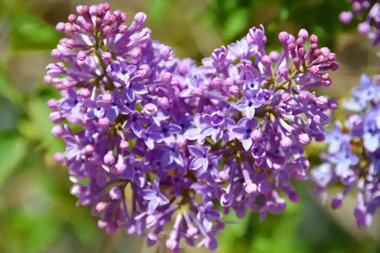 粉紫色丁香花,原创拍摄