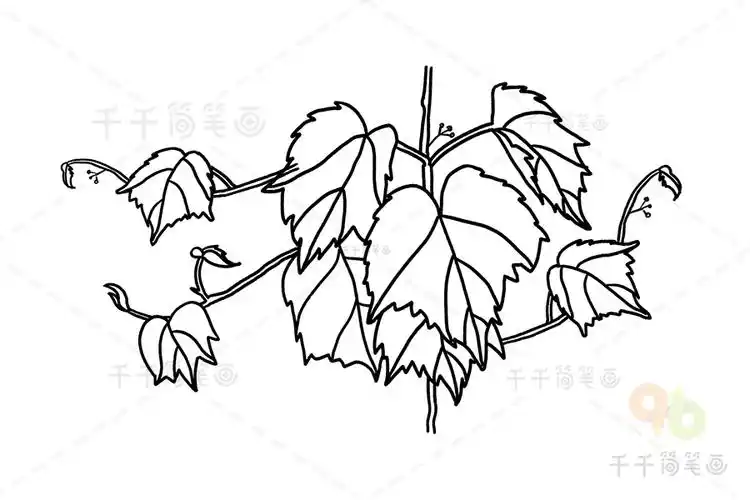 爬山虎简笔画图片