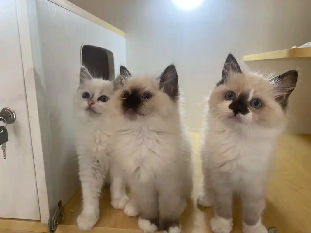 心动520.茜茜宠物生活馆520特惠来袭95 小布偶猫惊喜价 - 抖音