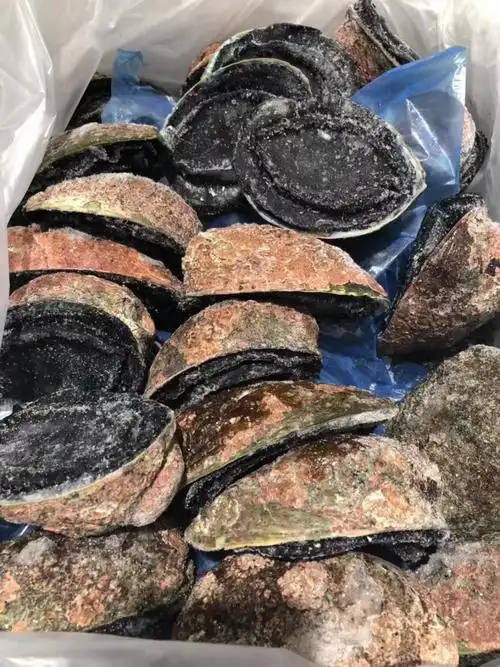 黑金鲍新西兰大黑金鲍鱼整只鲜活冻冷冻刺身海鲜日料寿司鲍鱼 550克