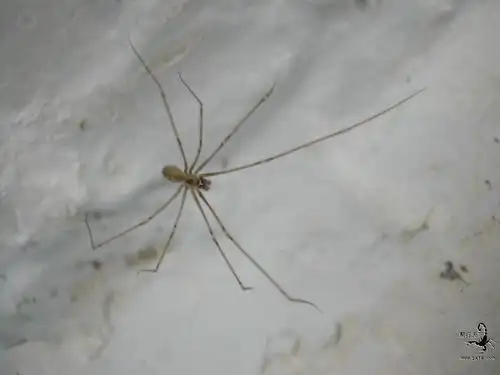 为什么家里经常出现一种蜘蛛