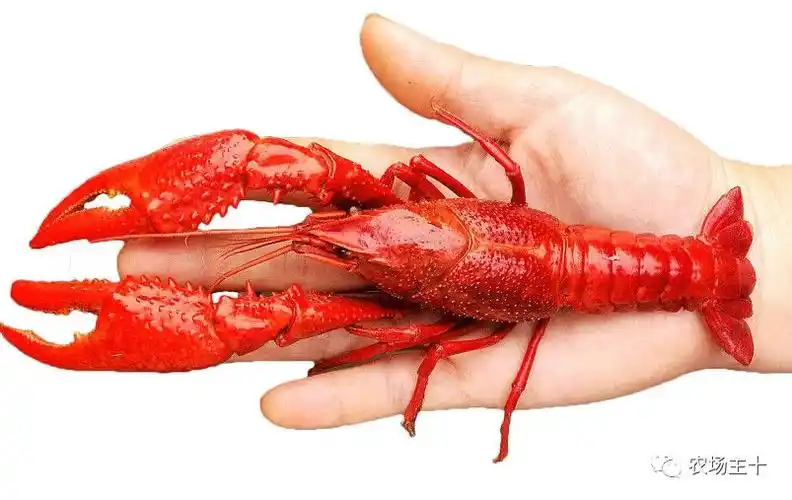 从默默无闻到国际大牌,差的可能就是一只中国风小龙虾
