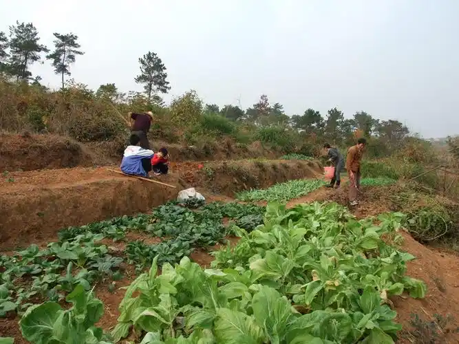 【真实的种菜摄影图片】野外纪实摄影_太平洋电脑网摄影部落