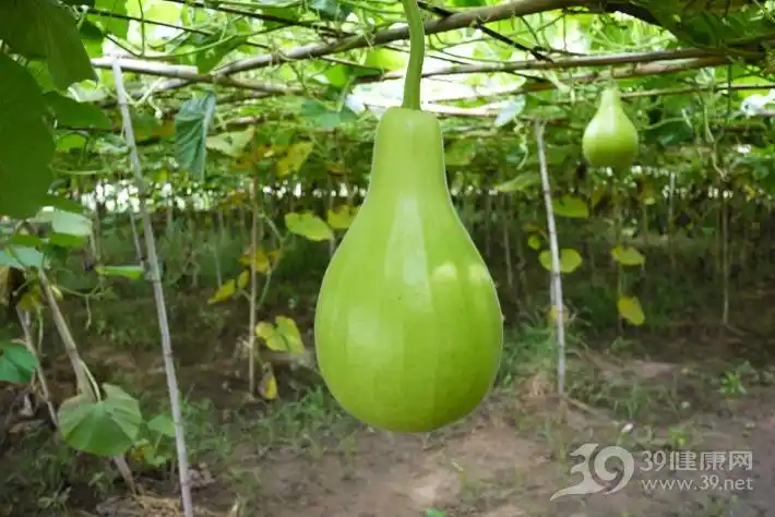关注这种葫芦瓜有毒不能吃教你一招快速鉴别它