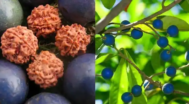 的果核就是我们常见的一种菩提子——金刚菩提,这种杜英叫圆果杜英