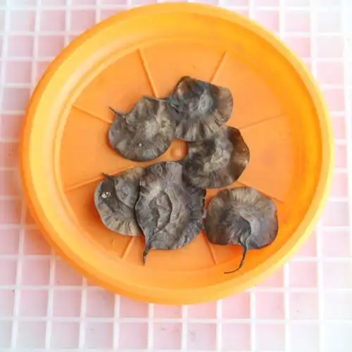 印度小叶紫檀种子 羽叶檀 青龙木 黄柏木 檀香树种子 名贵木材籽