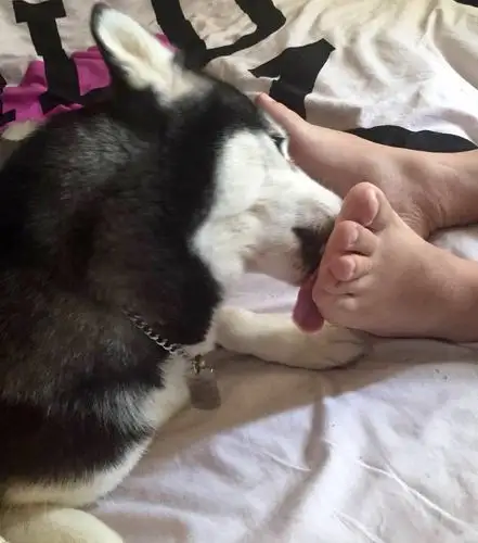 最爱舔粑粑的臭脚了-==kds官方iphone客户端==