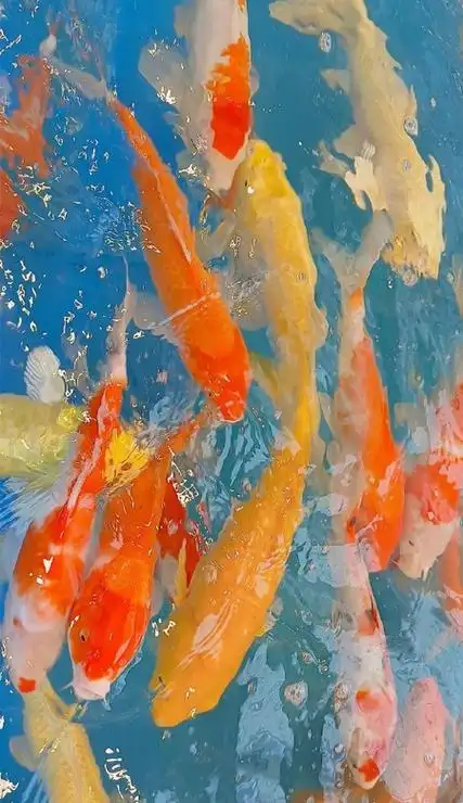 超好看的锦鲤壁纸高清全屏 最好的状态是未来可期-腾牛个性网