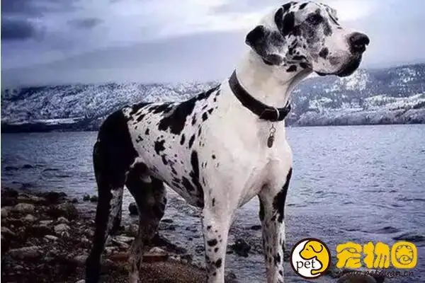 花丹犬和大丹犬一样吗,属大丹犬的分支还有斑点狗的花纹 —【宠物圈】