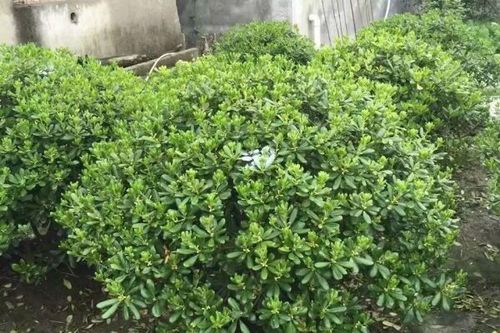 0/棵  海桐 常年批发供应 价格优惠 基地大量销售