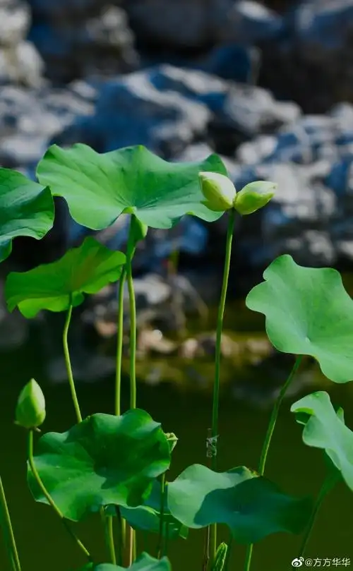 金陵##美在金陵##江苏赏花地图##行摄江苏##寻找江苏最美风景##南京