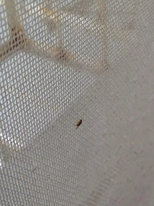 现在家里有这样的小虫子叫什么,怎么办?