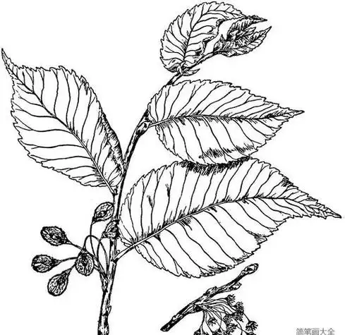 大榆树简笔画彩色