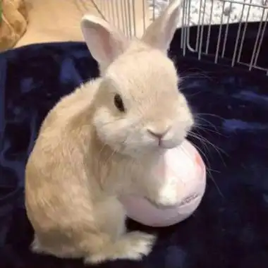 可爱白兔头像图片高清好看的萌萌哒小白兔头像精选