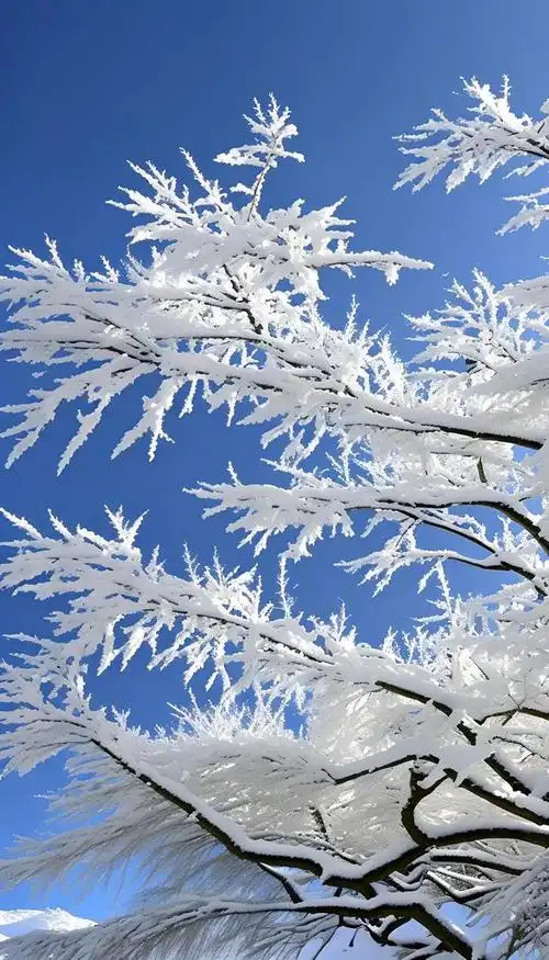 「美图欣赏」树挂白雪皑皑雪景美如画