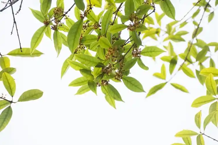 我想要抓住十月的尾巴轻轻嗅这一抹桂花香