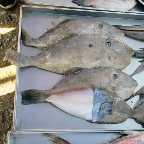 马面鲀,还是看孤独的美食家认识的,就是不知道是哪种