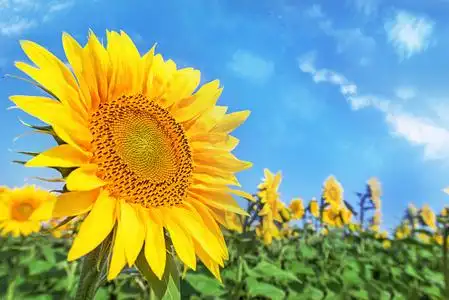 多云的蓝天和灿烂的阳光灯光的向日葵田照片