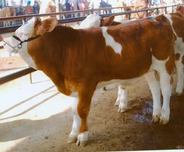 农家养殖 黄白花牛无病无害 身体健康