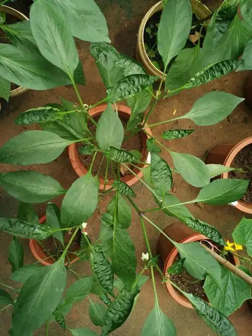 辣椒苗,准备出花,发现心叶皱缩颜色变深变硬,严重则叶边缘枯死,不知