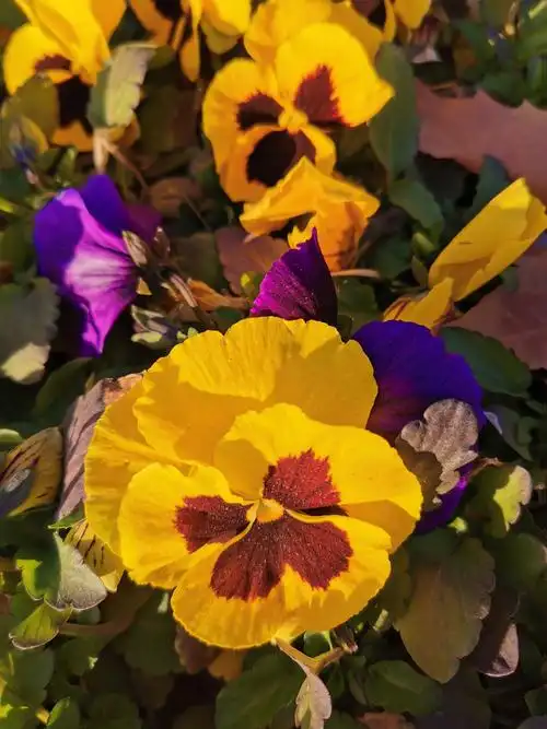 三色堇是欧洲常见的野花物种,是冰岛,波兰的国花.