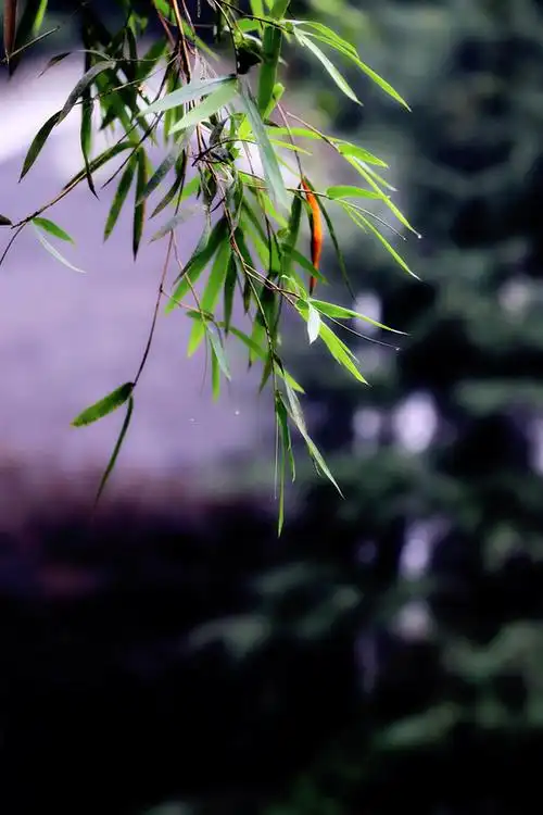 重庆永川茶山竹海,竹子不但形态潇洒,婀娜多姿,浑厚,清雅质朴,清风拂