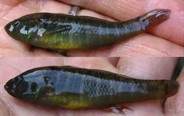 吃下去的东西老是往上翻上来_这5种越来越少的野生小鱼,你可能都见过