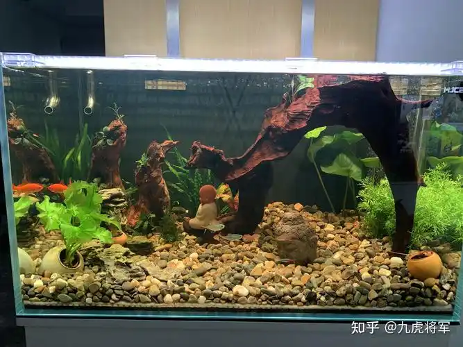 求雷龙鱼缸造景,有好看的推荐吗? - 知乎