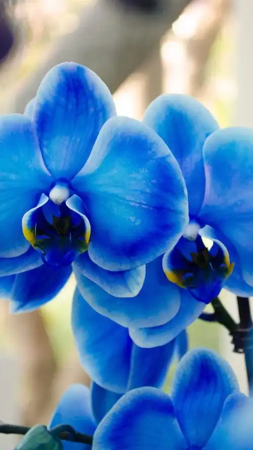 蓝色蝴蝶兰,兰花 1080x1920 iphone 8/7/6/6s plus 壁纸,图片,背景,照