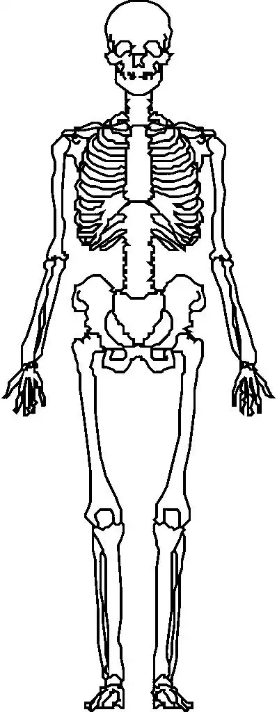 人体的206块骨头