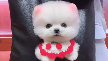 一只超萌可爱的小奶狗,深受女孩子们喜欢!