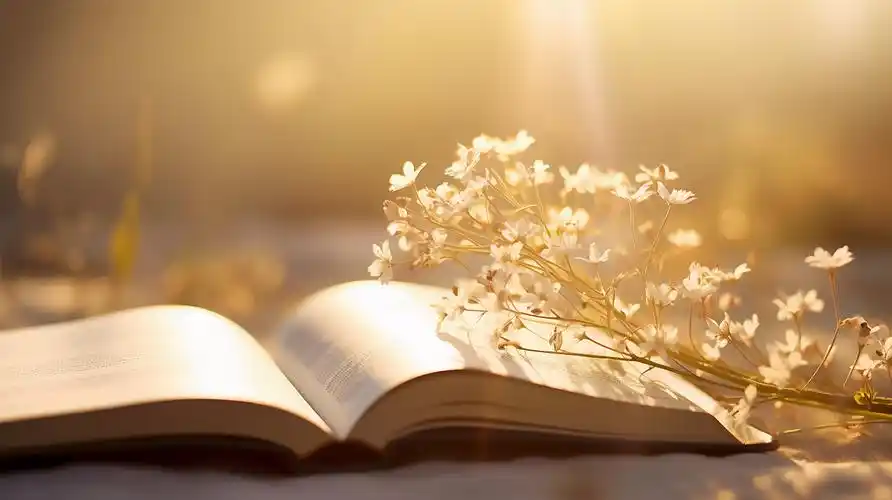 书本书籍阳光下打开的书上一枝鲜花读书阅读学习世界读书日知识文化